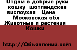 Отдам в добрые руки кошку, шотландская вислоухая › Цена ­ 1 - Московская обл. Животные и растения » Кошки   